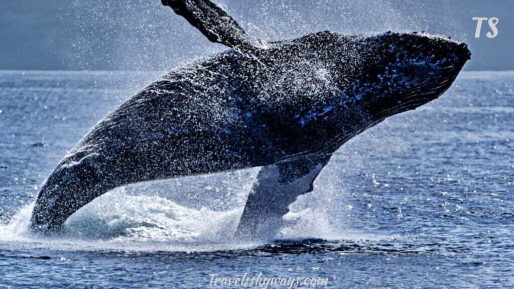 wildlife-and-marine-life-you-can-spot-along-the-kaanapali-beach-walk