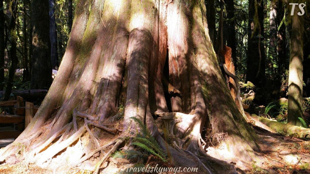 planning-your-visit-to-cathedral-grove