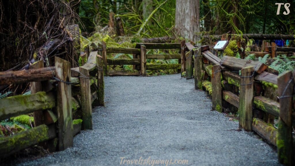 visitor-logistics-for-cathedral-grove-vancouver-island