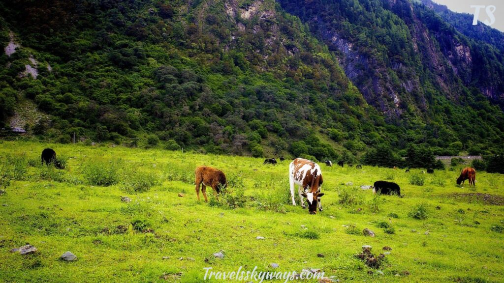 mount-siguniang-four-sisters-mountain-the-alps-of-the-east