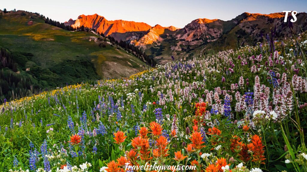 albion-basin