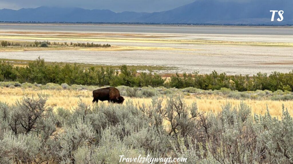 antelope-island