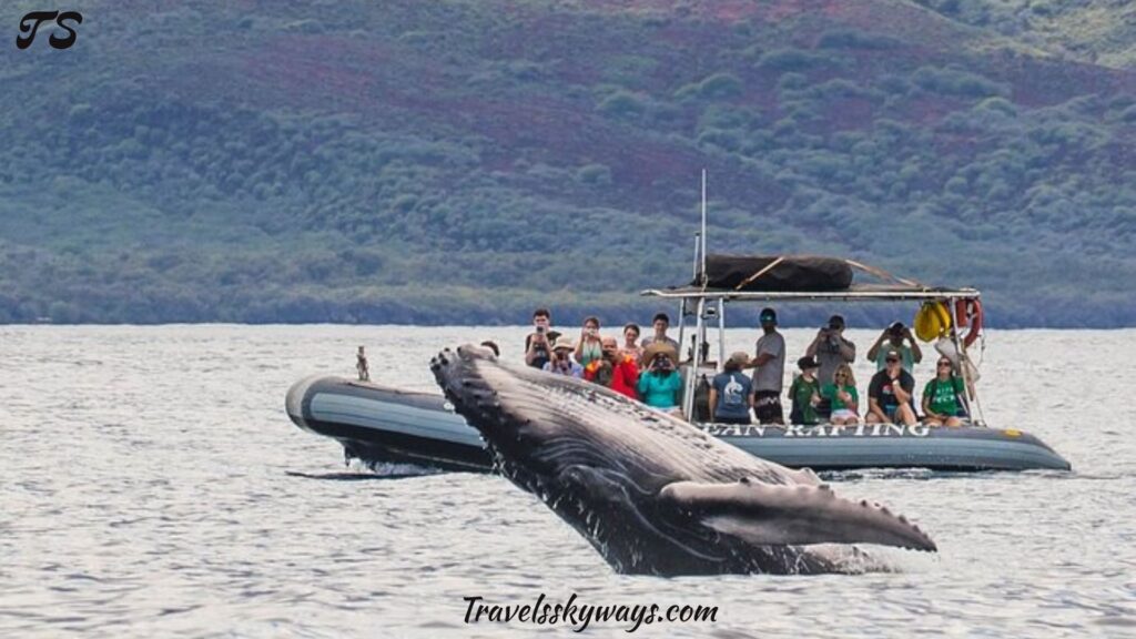 dolphin-whale-watching-tours-you-ll-never-forget