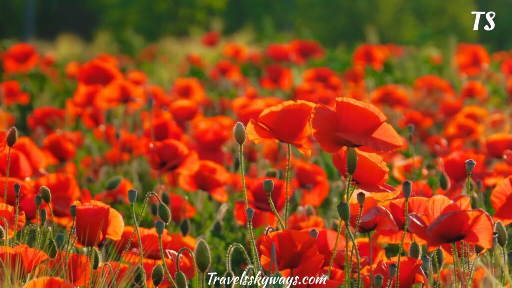 mantua-poppy-fields