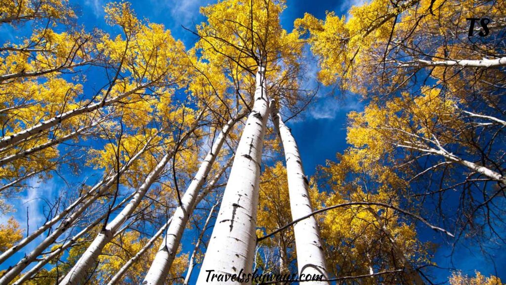 pando-the-trembling-giant