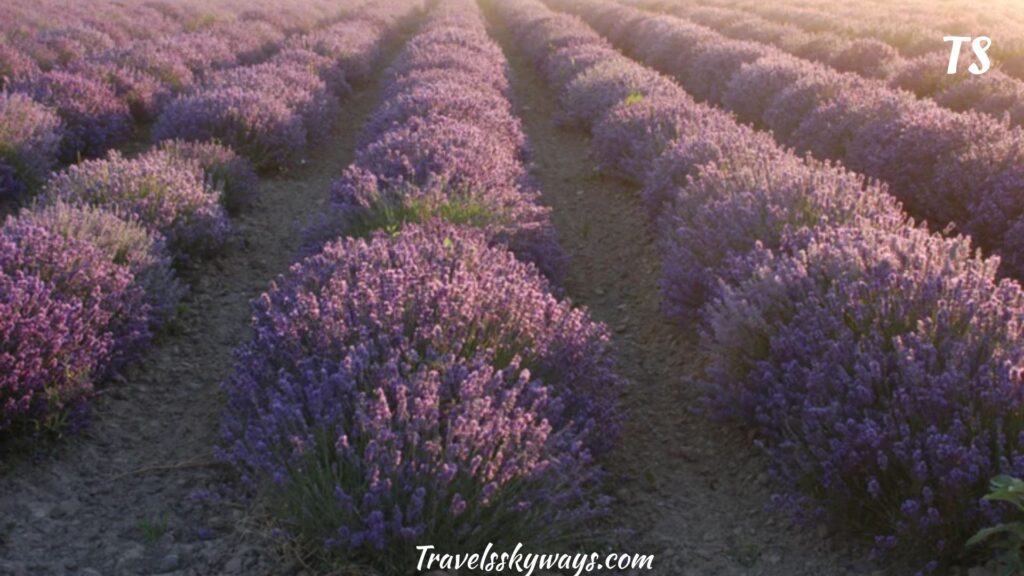 young-living-lavender-farm